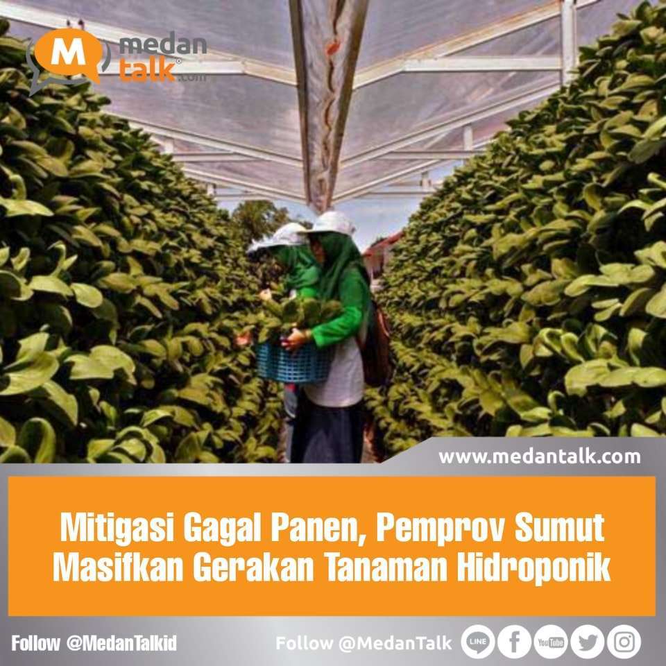 Mitigasi Gagal Panen, Pemprov Sumut Masifkan Gerakan Tanaman Hidroponik Pemprov Sumatra Utara