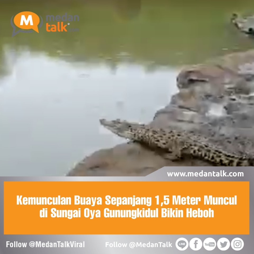 Kemunculan Buaya Sepanjang 1,5 Meter Muncul di Sungai Oya Gunungkidul Bikin Heboh