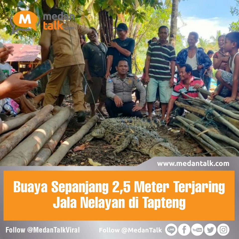 Kemunculan seekor buaya yang terjerat jaring nelayan di Sungai Poriaha, Lingkungan I,