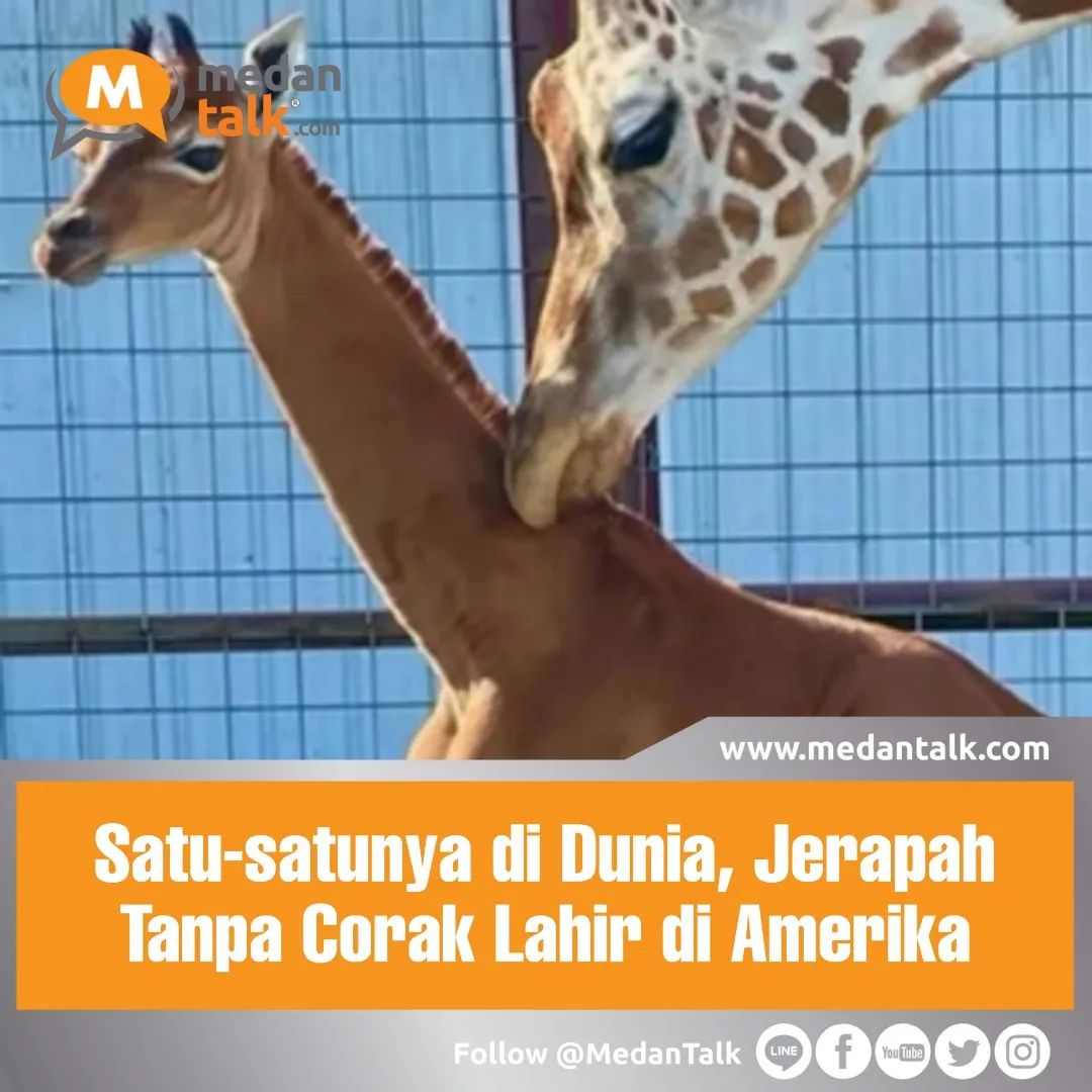 Satu-satunya di Dunia, Jerapah Tanpa Corak Lahir di Amerika Seekor Jerapah Somalia