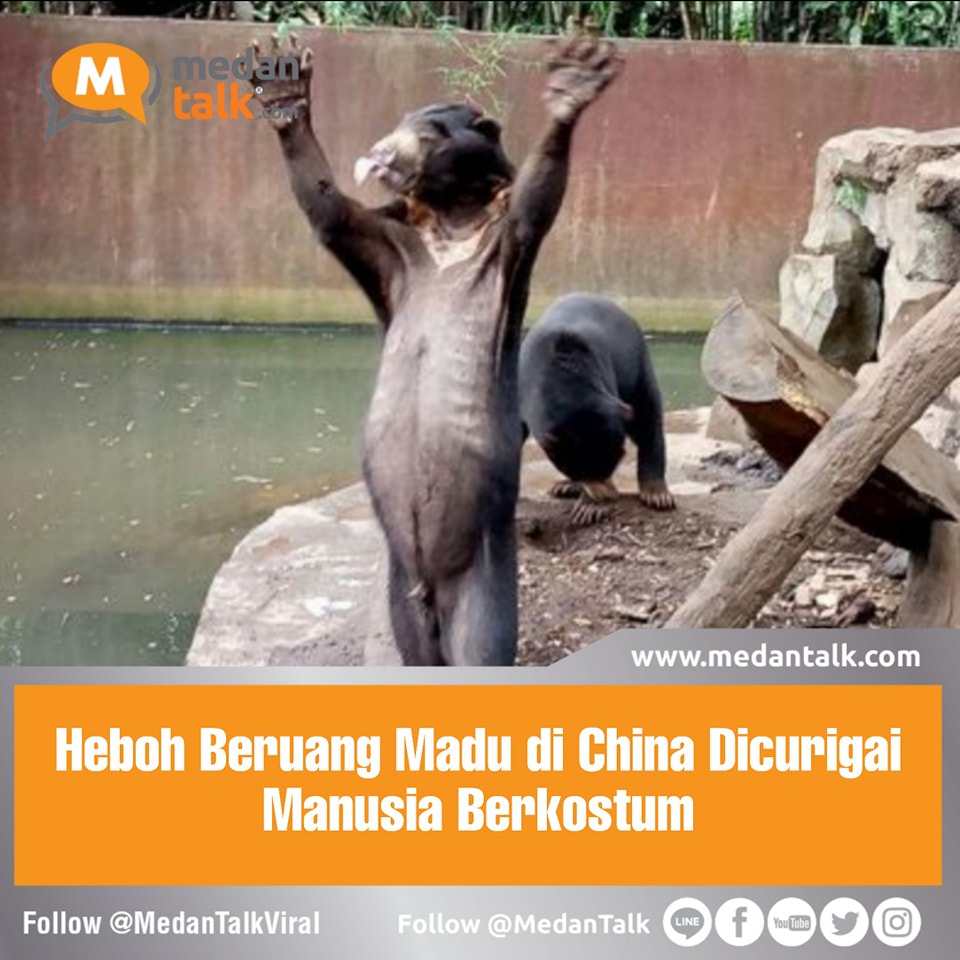 Seekor beruang madu di China bikin heboh karena diduga binatang jadi-jadian alias
